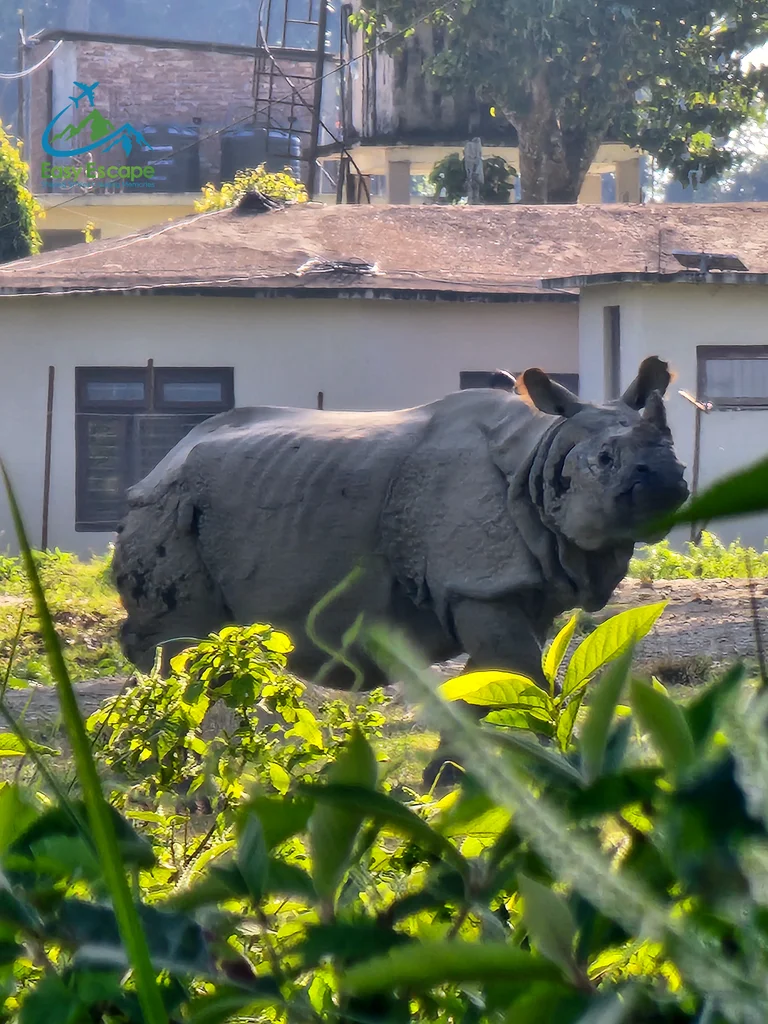 Chitwan rhino